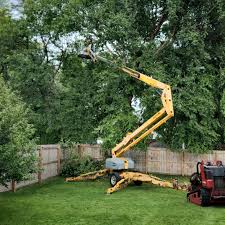 Best Arborist Consultation Services  in Lake Los Angeles, CA