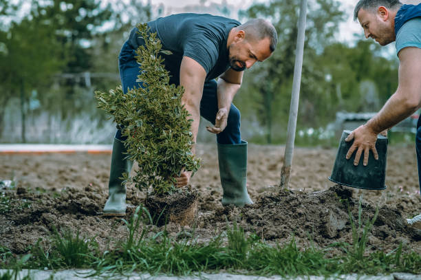 Best Tree and Shrub Care  in Lake Los Angeles, CA