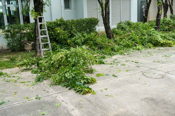 How Our Tree Care Process Works  in  Lake Los Angeles, CA