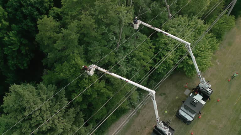 Best Utility Line Clearance  in Lake Los Angeles, CA