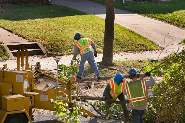 Best Fruit Tree Pruning  in Lake Los Angeles, CA