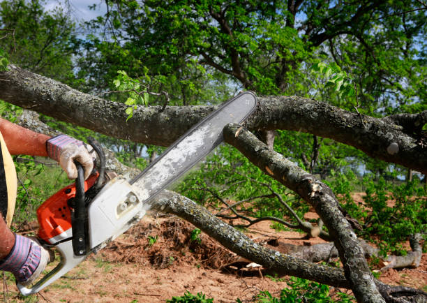 Best Lot and Land Clearing  in Lake Los Angeles, CA